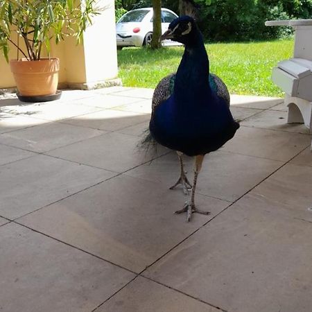 Schloss Tressow Bobitz Exteriér fotografie